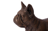 French Bulldog, Bronze