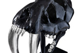 Saber Tooth Tiger Skull, Black