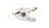 Crocodile Skull