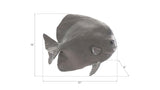 Australian Bat Fish Wall Sculpture, Resin, Polished Aluminum Finish