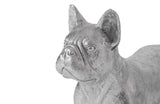 French Bulldog, Silver