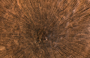 Lotus Wall Art, Copper/Black, LG