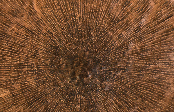 Lotus Wall Art, Copper/Black, LG