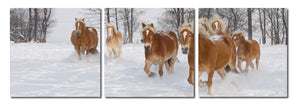 Baxton Studio Horse Herd Mounted Photography Print Triptych