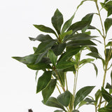Safavieh Faux Pieris Japonica 32" Potted Plant Green Plastic / Polyester / Cement FXP2012A