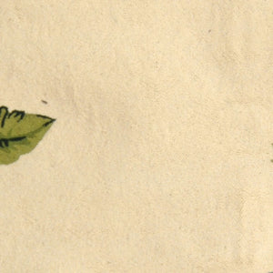 Safavieh Chelsea HK295 Hand Hooked Rug