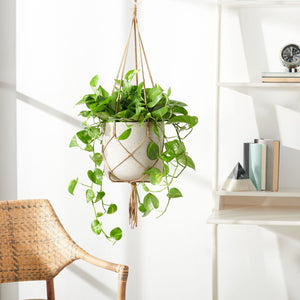 Safavieh Peltria Planter PAT1529B